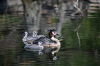 great crested grebe