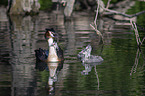 great crested grebe