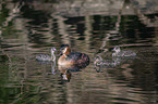 great crested grebe