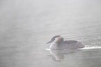great crested grebe
