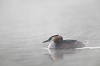 great crested grebe
