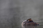 great crested grebe