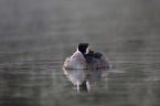 great crested grebe