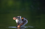 great crested grebe