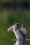 great crested grebe