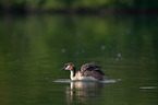 great crested grebe