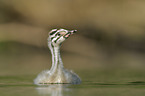 great crested grebe