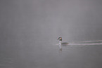 crested grebe