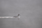 crested grebe