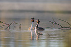 great crested grebes