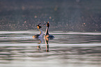 great crested grebes