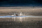 great crested grebes