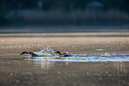 great crested grebes