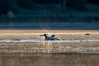 great crested grebes