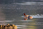 great crested grebes