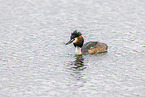 great crested grebe