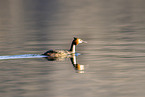 great crested grebe