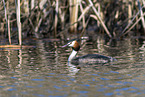 great crested grebe