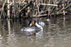 great crested grebe
