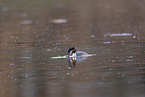 great crested grebe