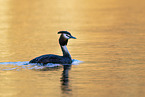 great crested grebe