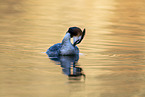 great crested grebe