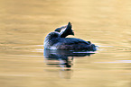 great crested grebe
