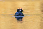 great crested grebe