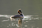 great crested grebe