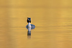 great crested grebe