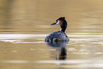 great crested grebe