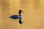 great crested grebe