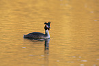 great crested grebe