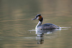 great crested grebe