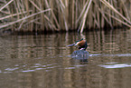 great crested grebe