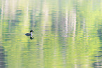great crested grebe