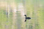great crested grebe
