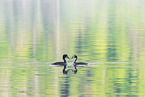 great crested grebe