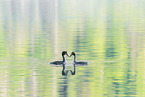 great crested grebe