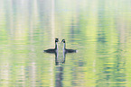 great crested grebe