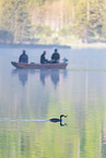 great crested grebe