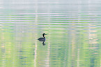 great crested grebe
