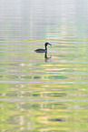 great crested grebe