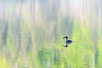 great crested grebe