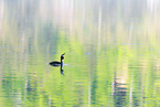 great crested grebe
