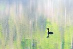 great crested grebe
