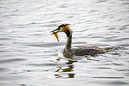 great crested grebe