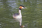 great crested grebe