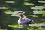 great crested grebe