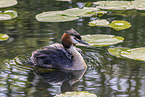 great crested grebe